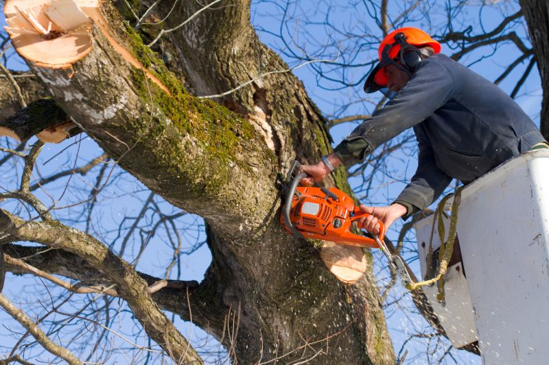 Tree Removal Permits