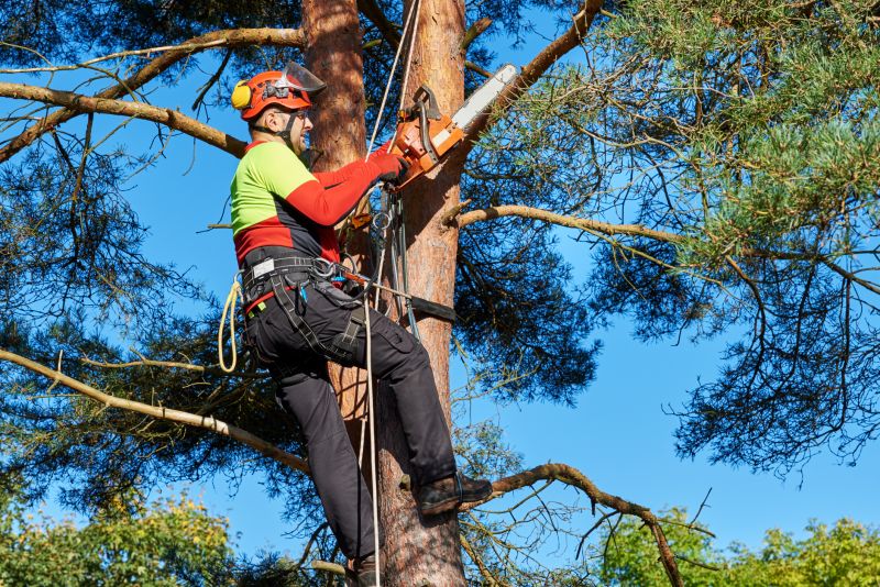 Commercial Tree Services