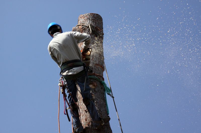 Increase Your Tree Removal Business with an AI Driven, Targeted Website