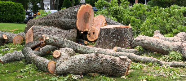 Large Tree Removal in Hayden