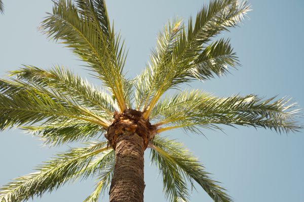 Palm Tree Removal in Hayden