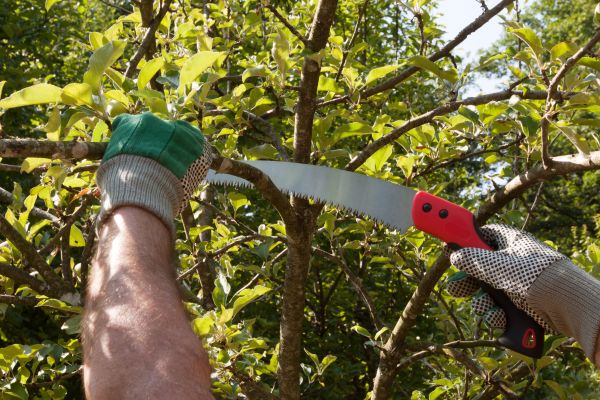 Small Tree Removal in Hayden