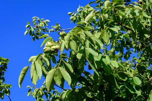 Cost of Walnut Tree Removal in Hayden