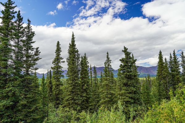 Spruce Tree Removal in Hayden