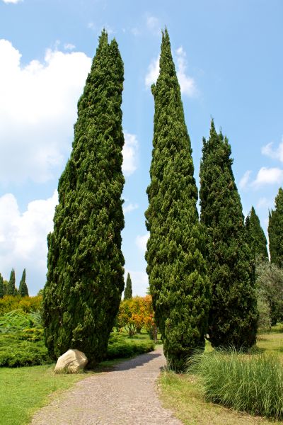 Cost of Cypress Tree Removal in Hayden