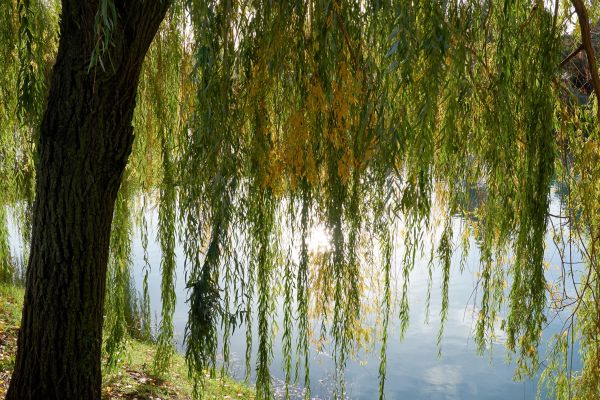 Cost of Willow Tree Removal in Hayden