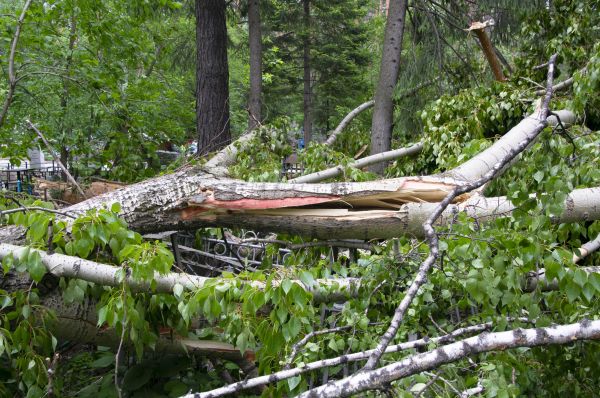 Birch Tree Removal in Hayden