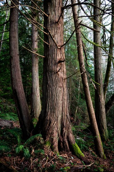 Cost of Cedar Tree Removal in Hayden