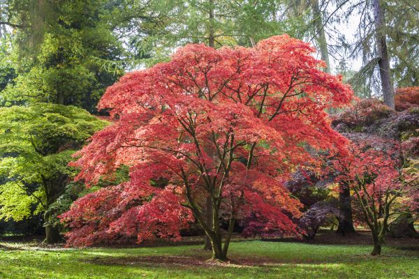 Cost of Maple Tree Removal in Hayden