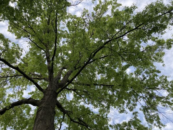 Cost of Oak Tree Removal in Hayden