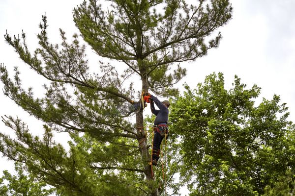 Cost of Pine Tree Removal in Hayden