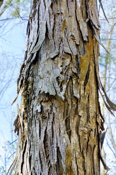 Hickory Tree Removal in Hayden