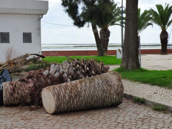 Palm Trees Removal in Hayden