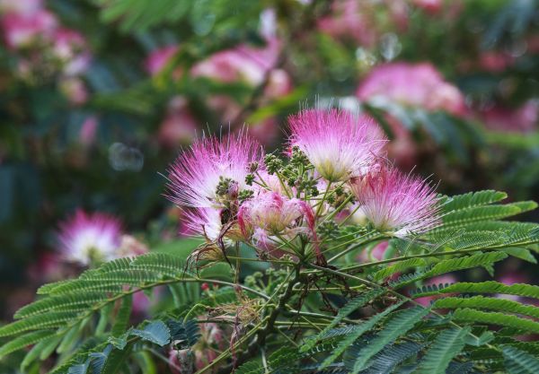 Mimosa Tree Removal in Hayden