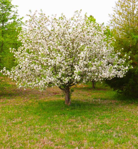 Dogwood Tree Removal in Hayden