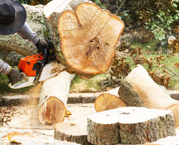 Tree Removal Service in Hayden