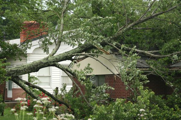 Emergency Tree Removal in Hayden