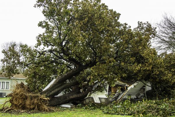 Fallen Tree Removal in Hayden