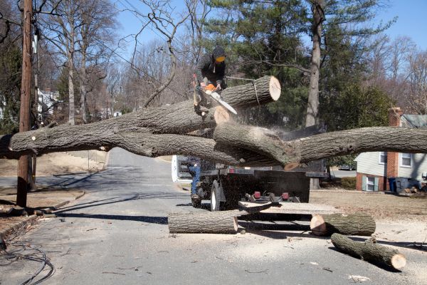 Cost of Residential Tree Removal in Hayden