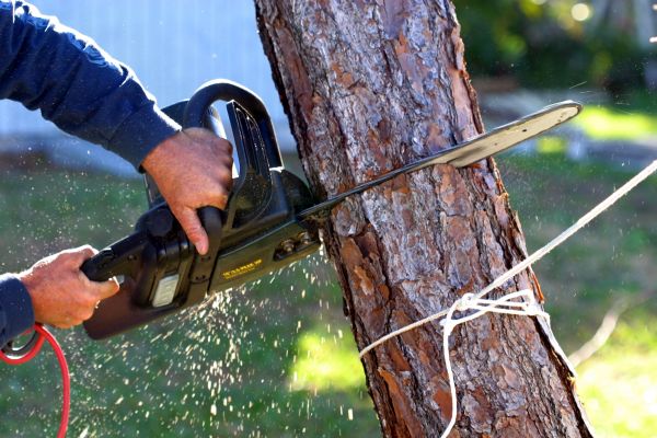 Dead Tree Removal in Hayden
